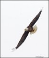_2SB2484 american bald eagle